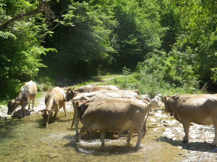 Pyrenäen Cattle Drive