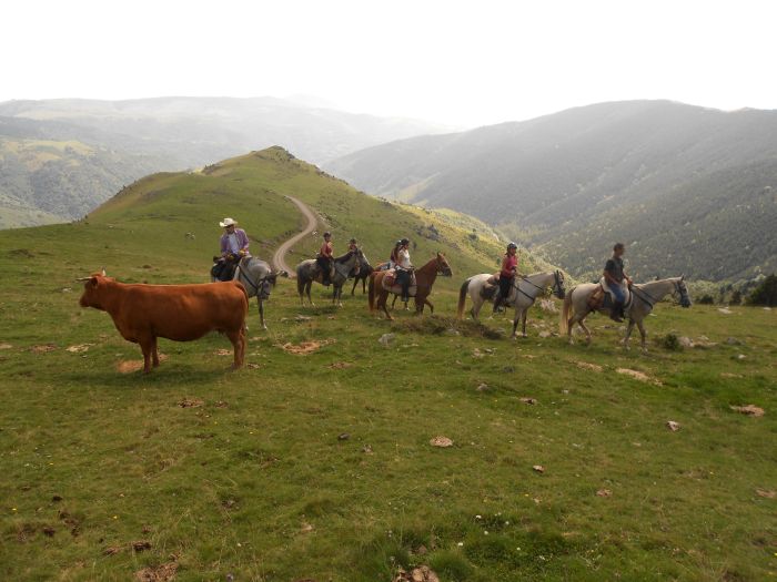 Pyrenäen Cattle Drive