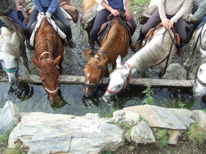 Pyrenäen Cattle Drive