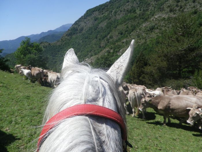 Pyrenäen Cattle Drive