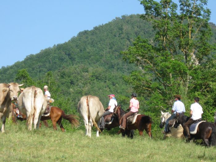 Pyrenäen Cattle Drive