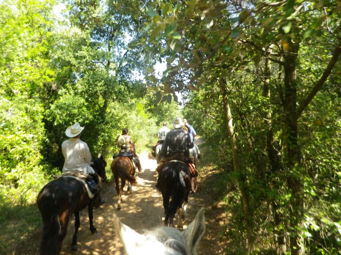 Pyrenäen Cattle Drive